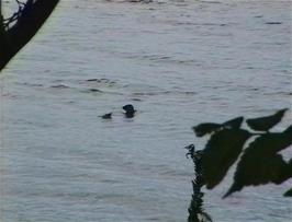 A seal displays in the Cromarty Firth near Inverness